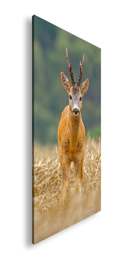 Hauptbild Farbig Panorama