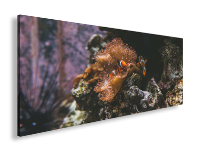 Hauptbild Farbig Panorama