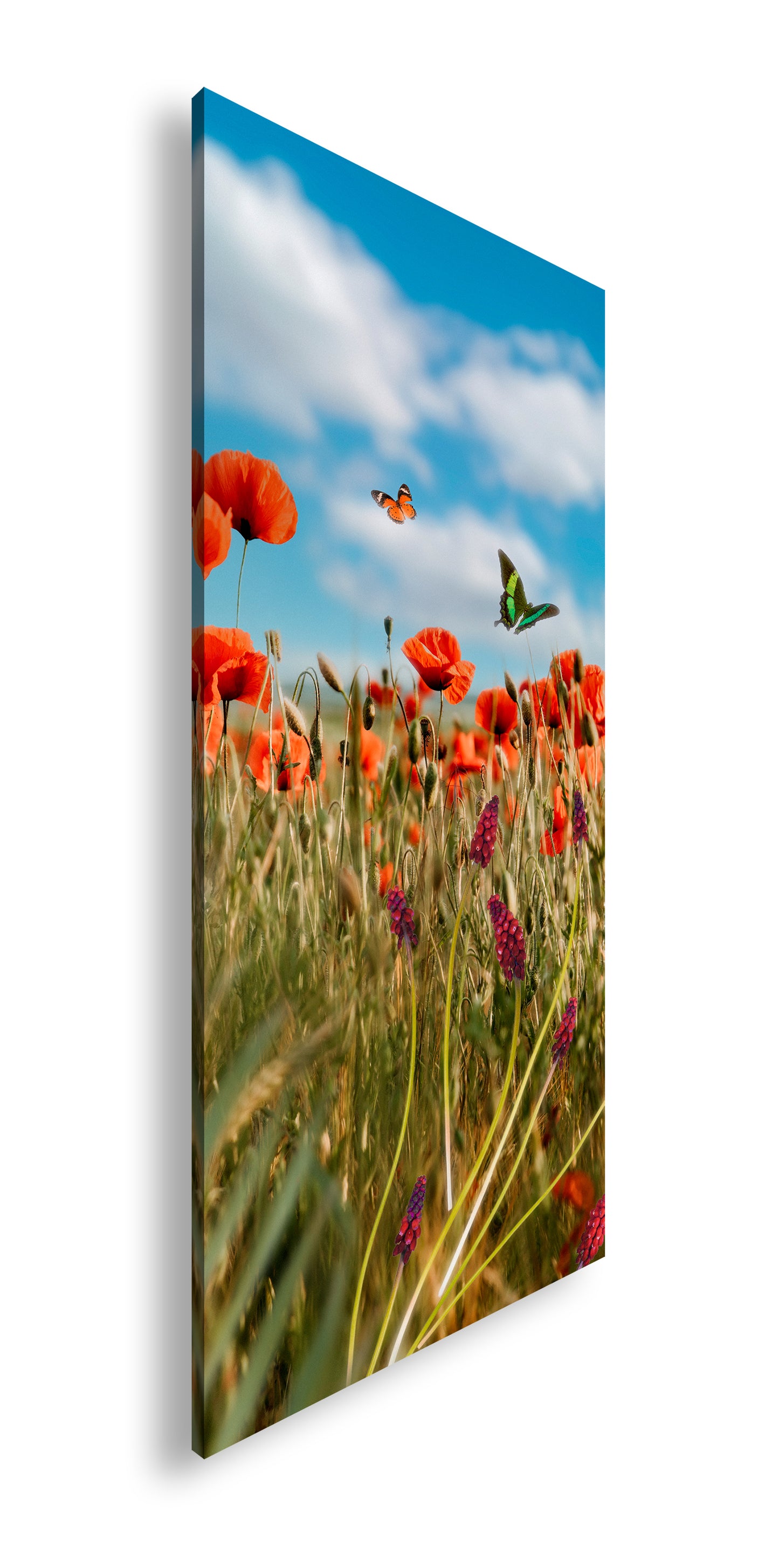 Hauptbild Farbig Panorama