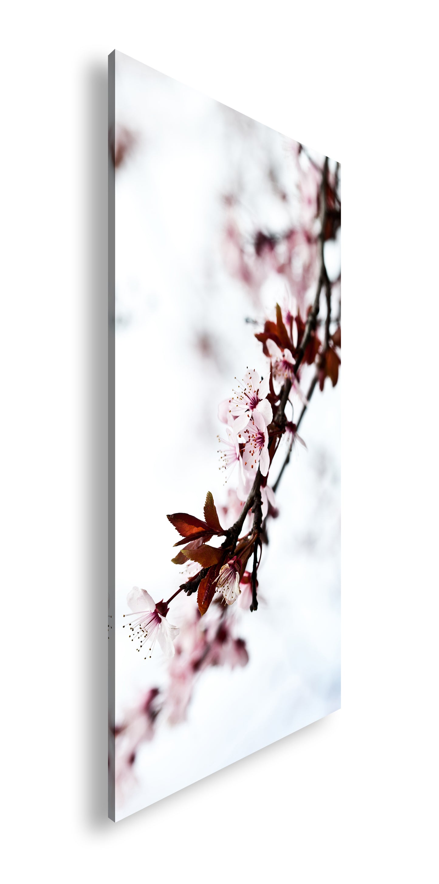 Hauptbild Farbig Panorama