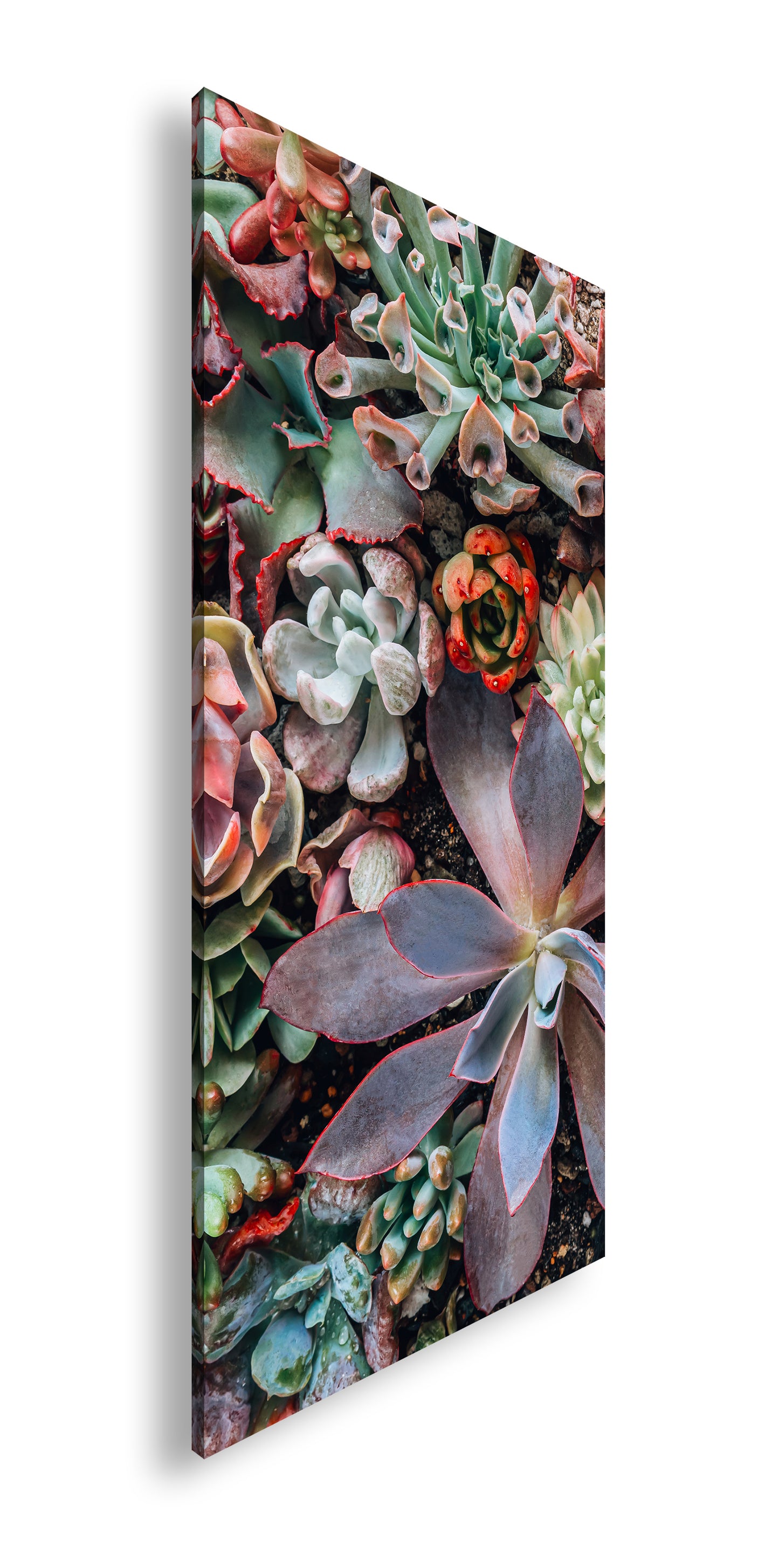 Hauptbild Farbig Panorama