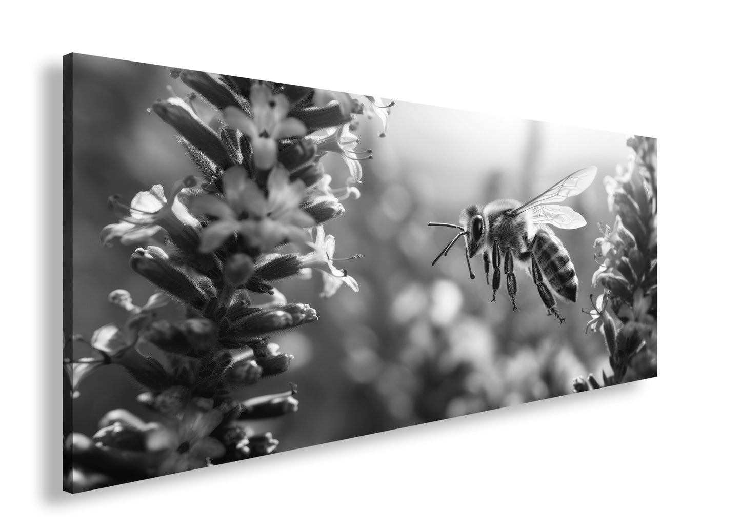 Hauptbild Schwarz & Weiß Panorama