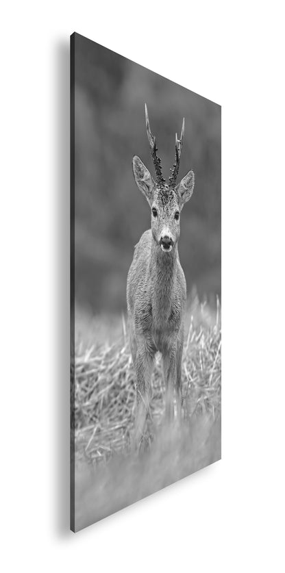 Hauptbild Schwarz & Weiß Panorama