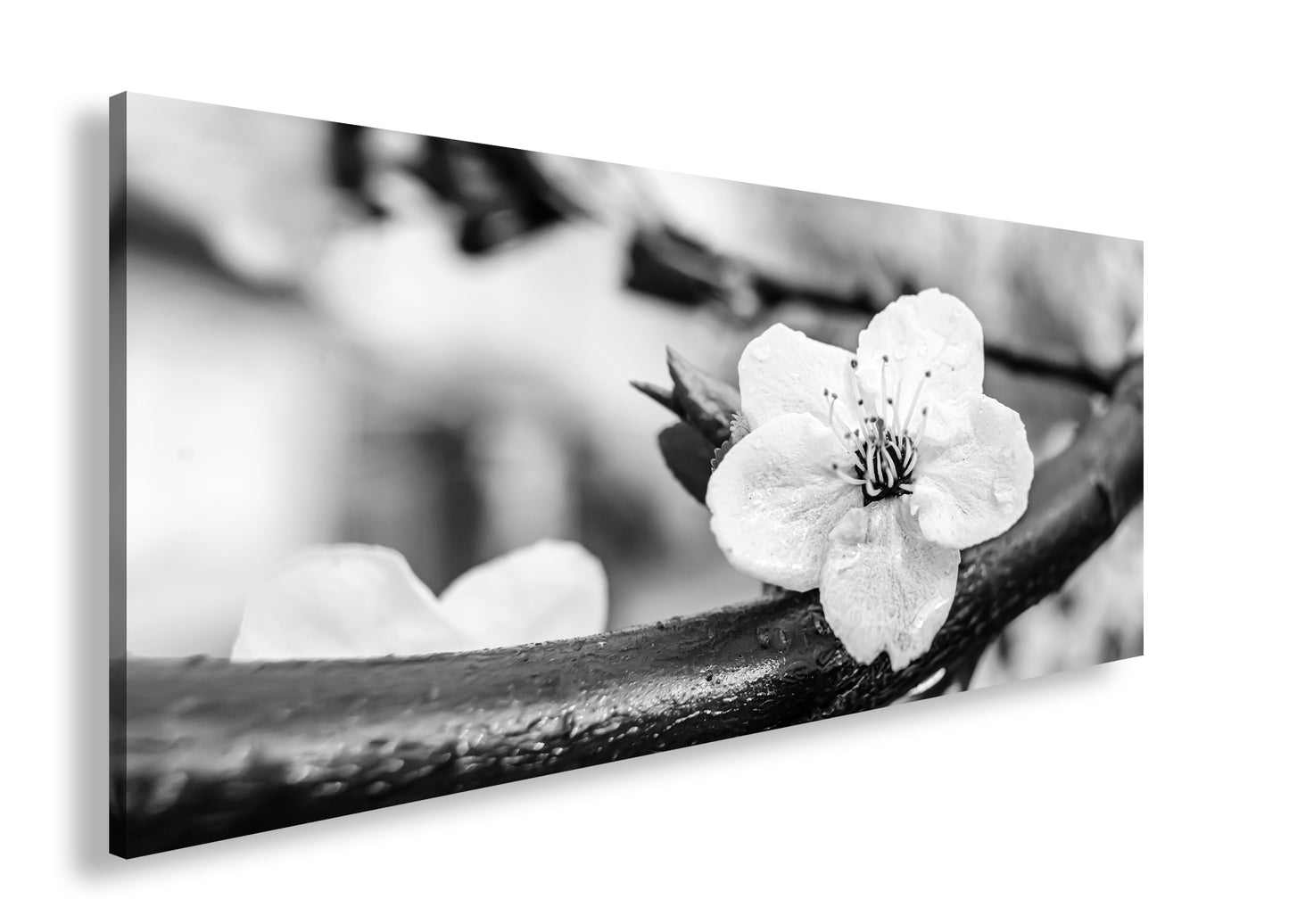 Hauptbild Schwarz & Weiß Panorama