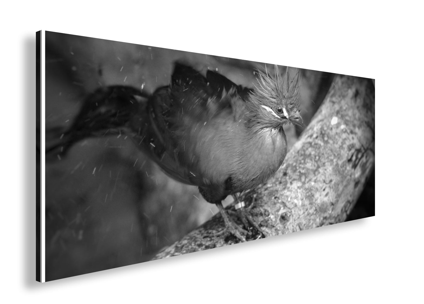 Hauptbild Schwarz & Weiß Panorama