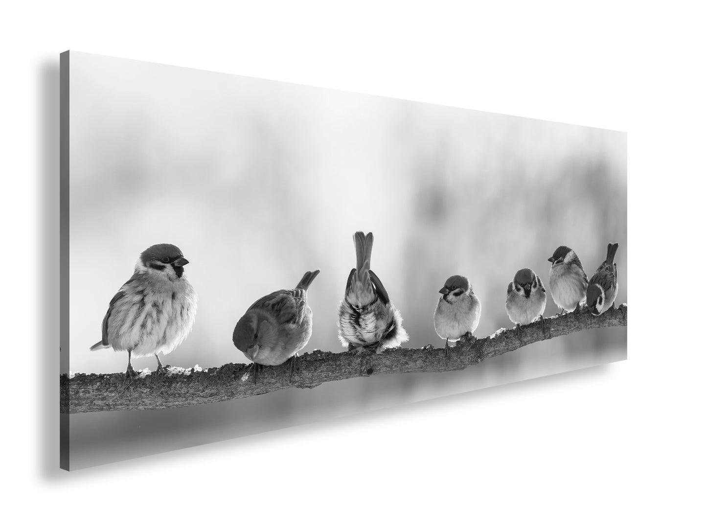 Hauptbild Schwarz & Weiß Panorama