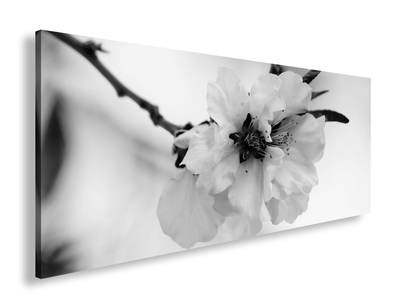 Hauptbild Schwarz & Weiß Panorama