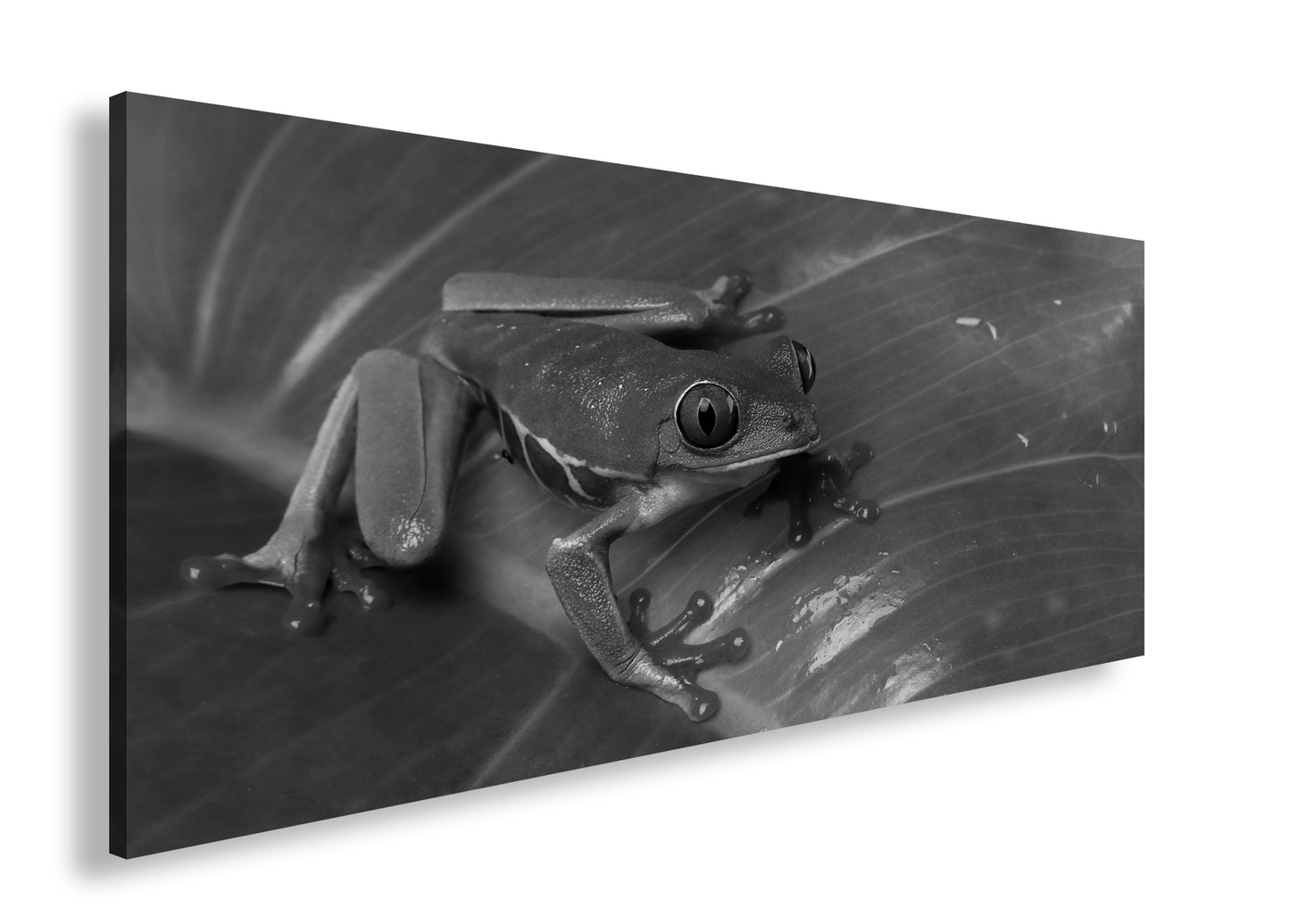 Hauptbild Schwarz & Weiß Panorama