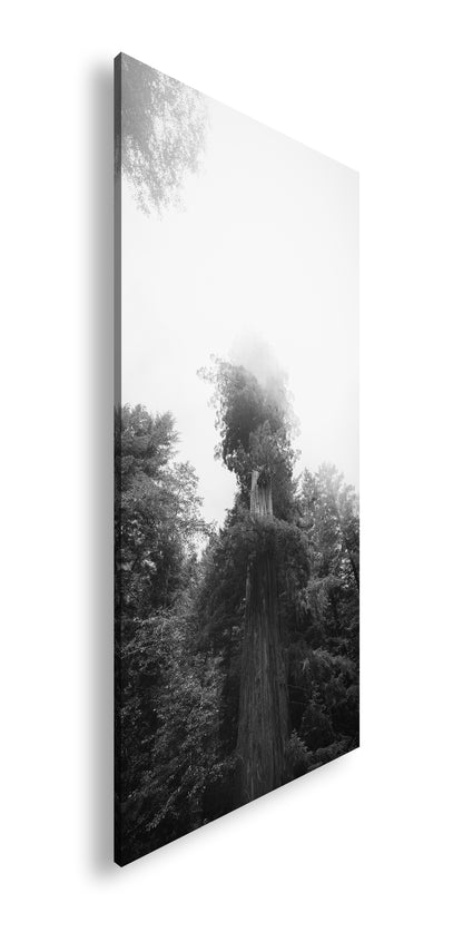 Hauptbild Schwarz & Weiß Panorama