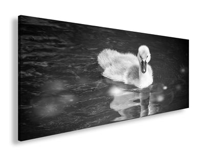 Hauptbild Schwarz & Weiß Panorama