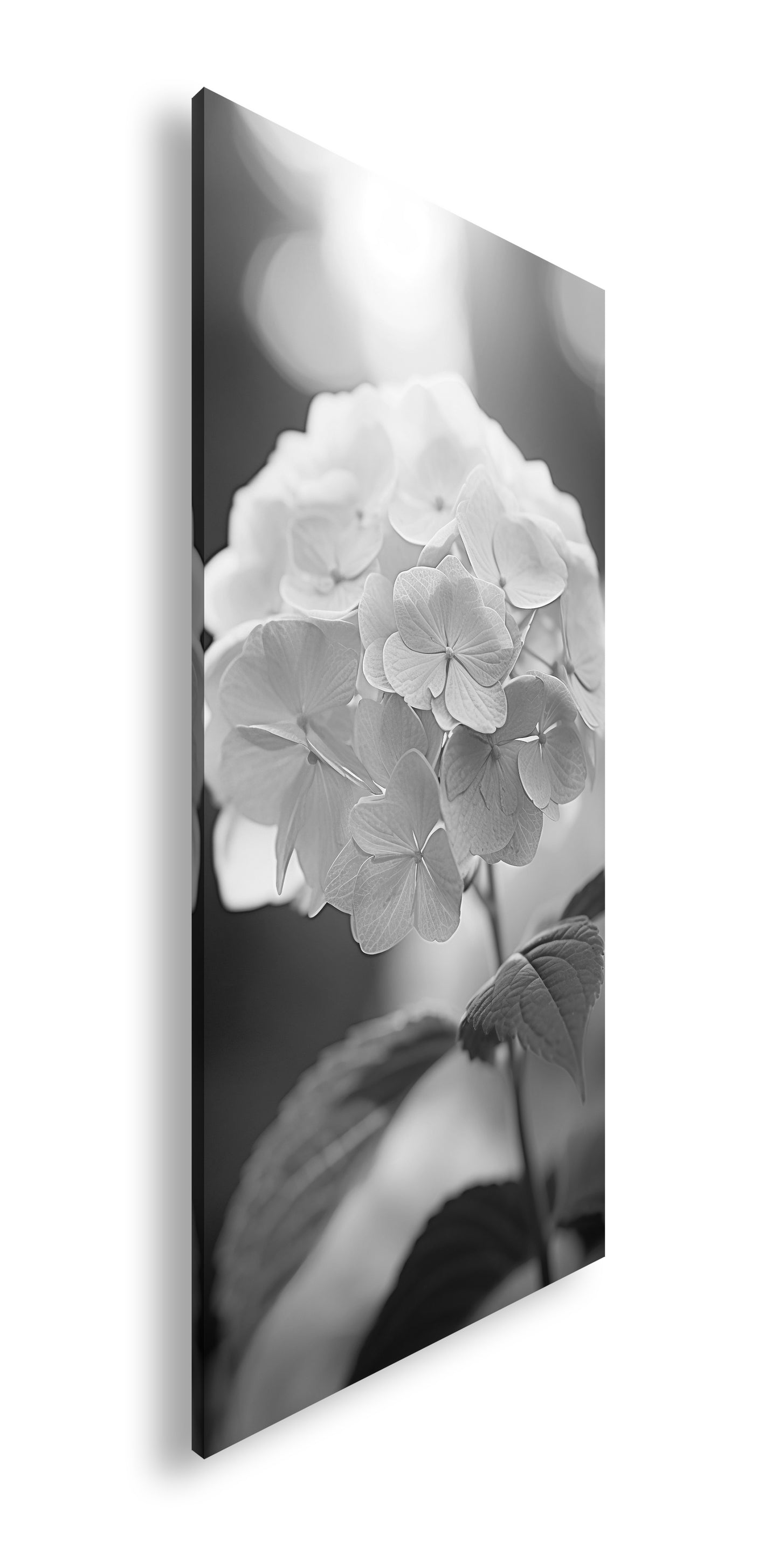 Hauptbild Schwarz & Weiß Panorama