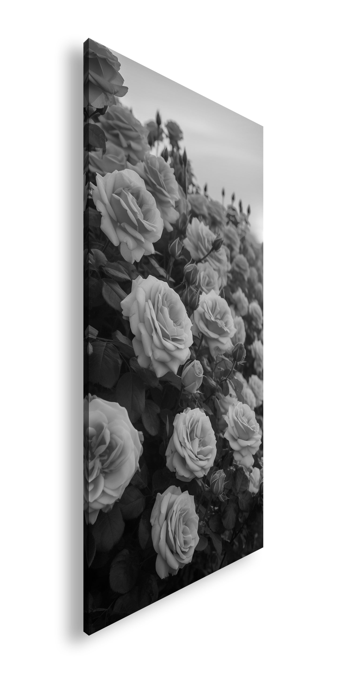 Hauptbild Schwarz & Weiß Panorama