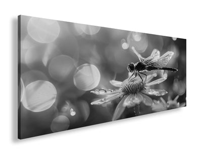 Hauptbild Schwarz & Weiß Panorama