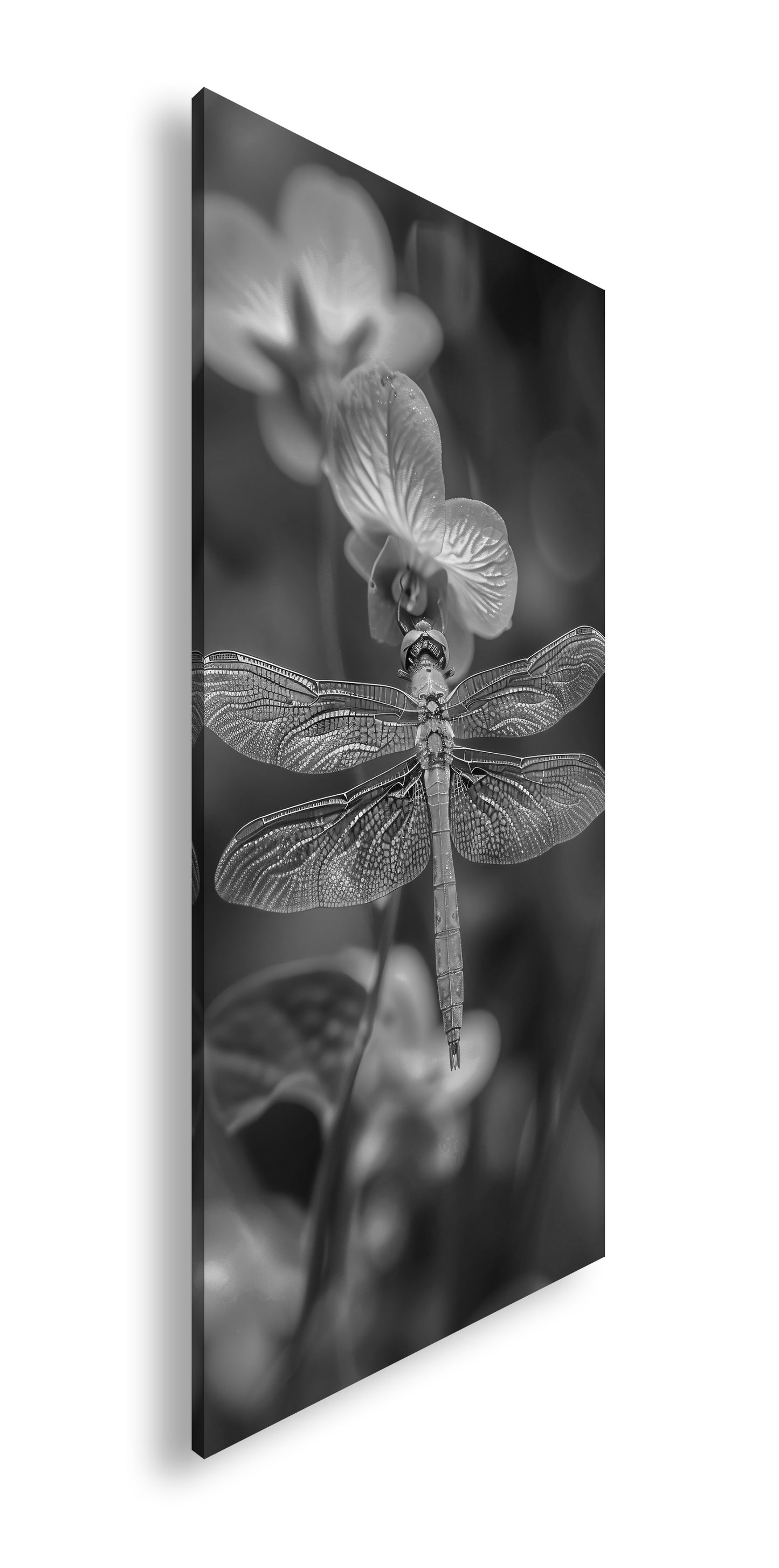 Hauptbild Schwarz & Weiß Panorama