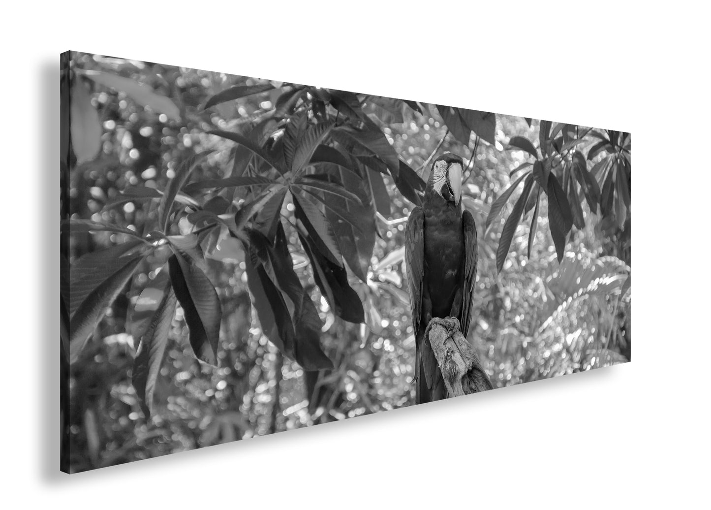 Hauptbild Schwarz & Weiß Panorama