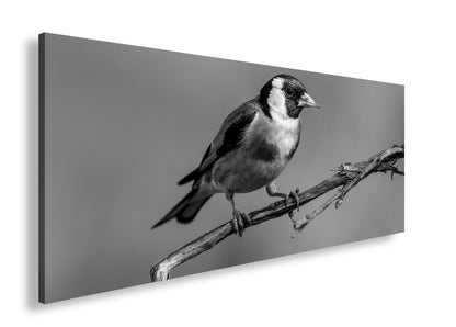 Hauptbild Schwarz & Weiß Panorama