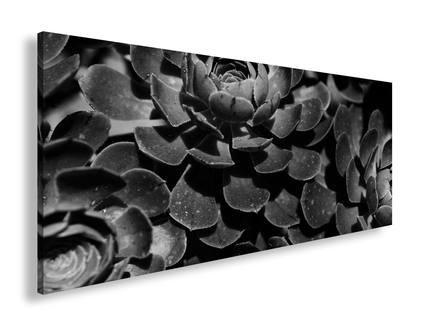 Hauptbild Schwarz & Weiß Panorama