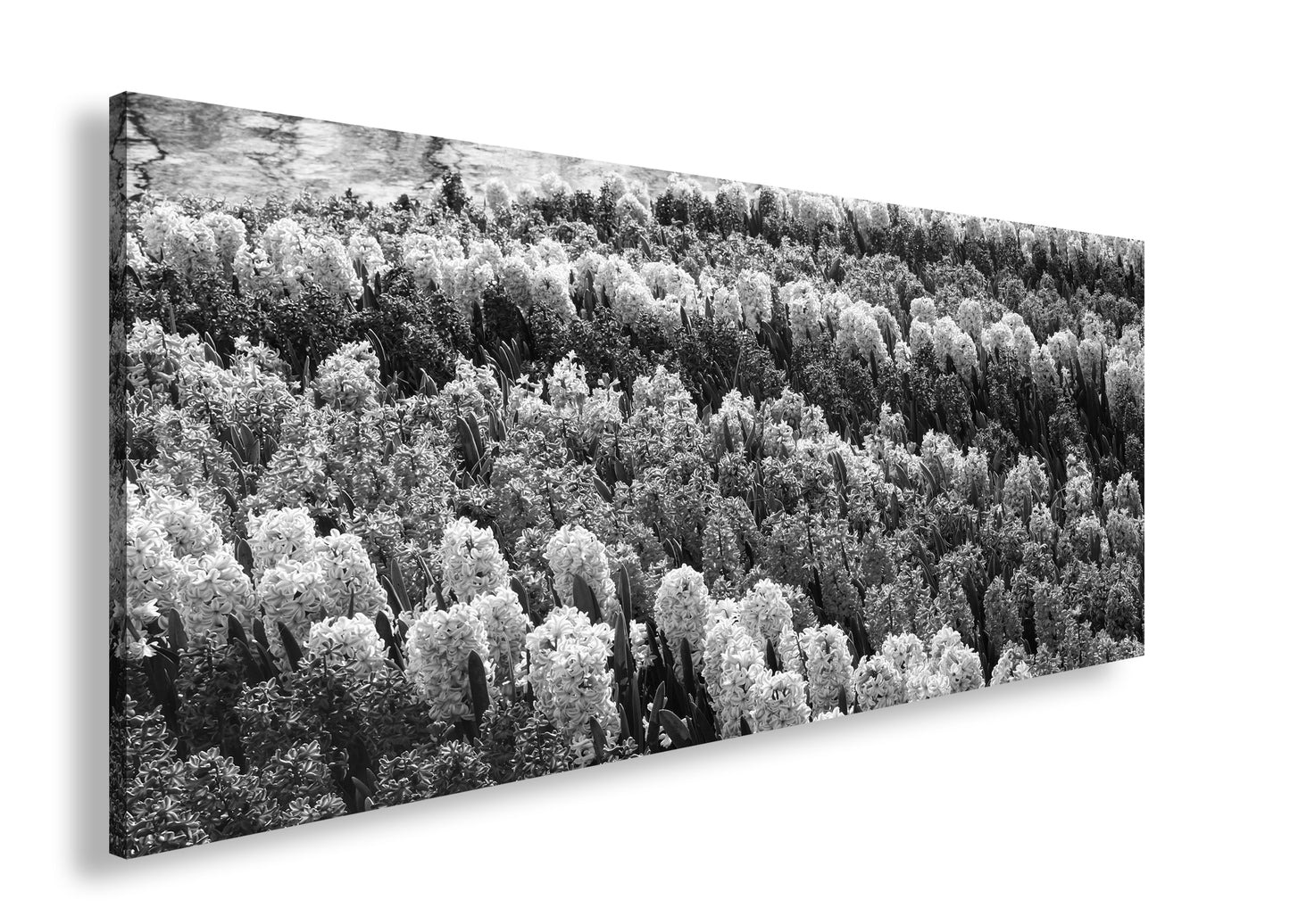 Hauptbild Schwarz & Weiß Panorama