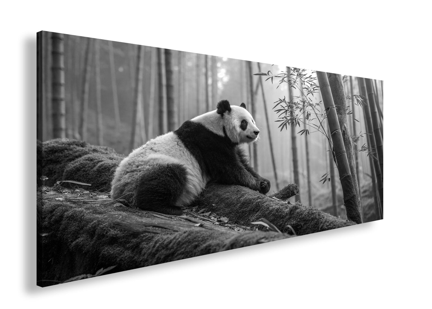 Hauptbild Schwarz & Weiß Panorama