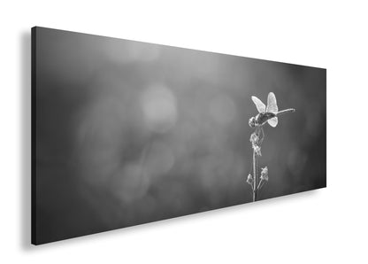 Hauptbild Schwarz & Weiß Panorama