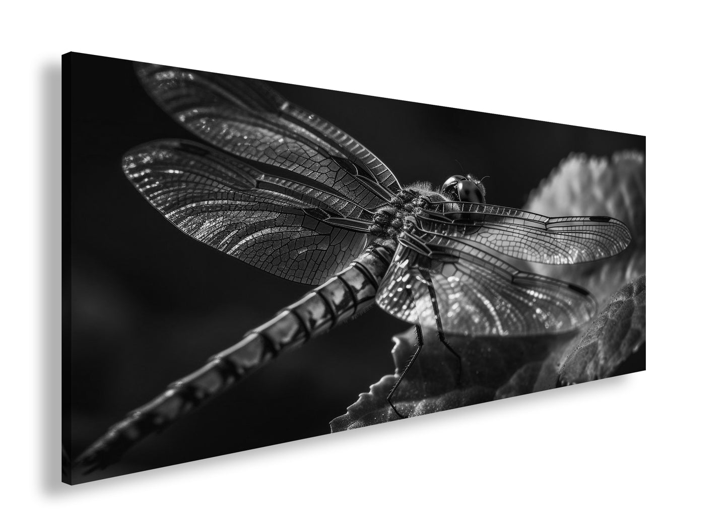 Hauptbild Schwarz & Weiß Panorama