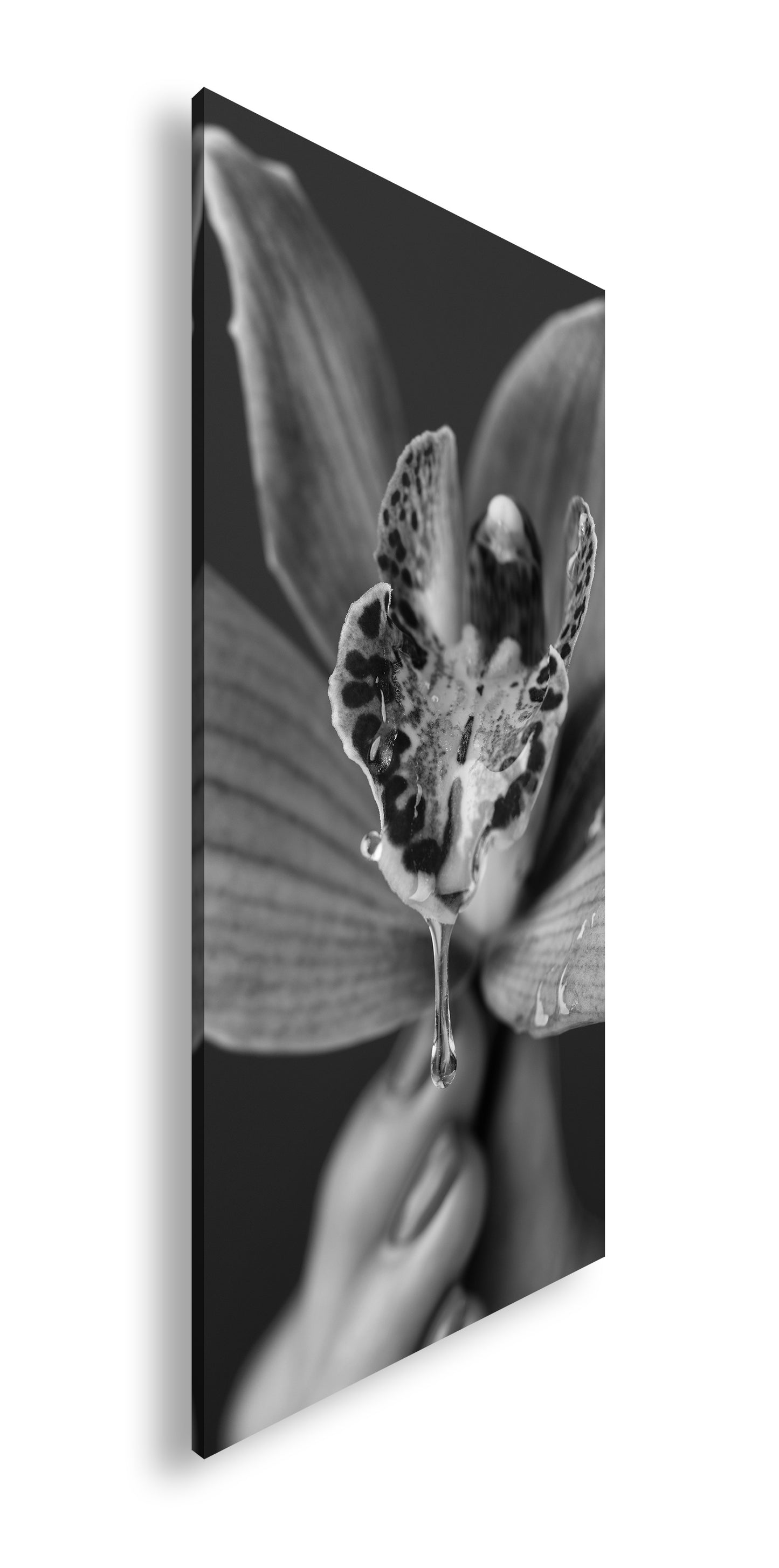 Hauptbild Schwarz & Weiß Panorama