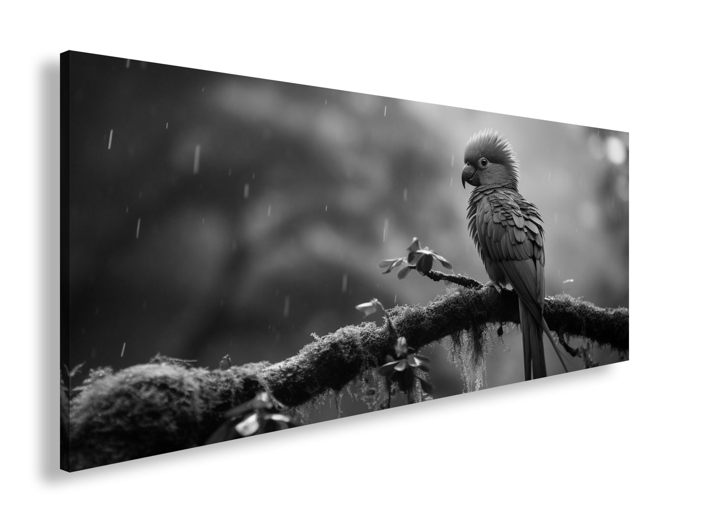 Hauptbild Schwarz & Weiß Panorama