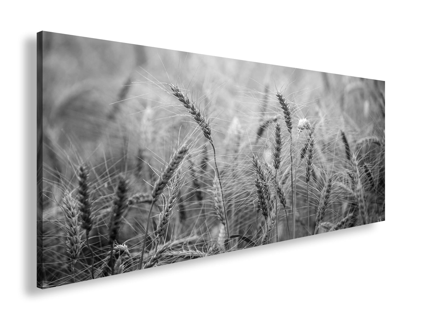 Hauptbild Schwarz & Weiß Panorama