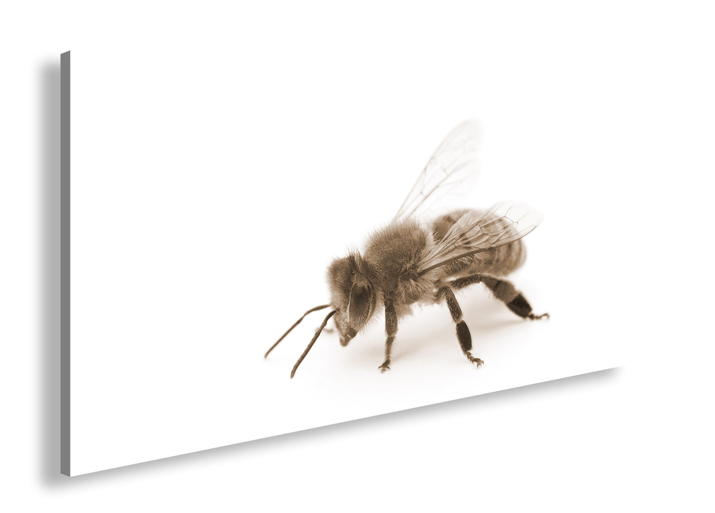 Hauptbild Sepia Panorama