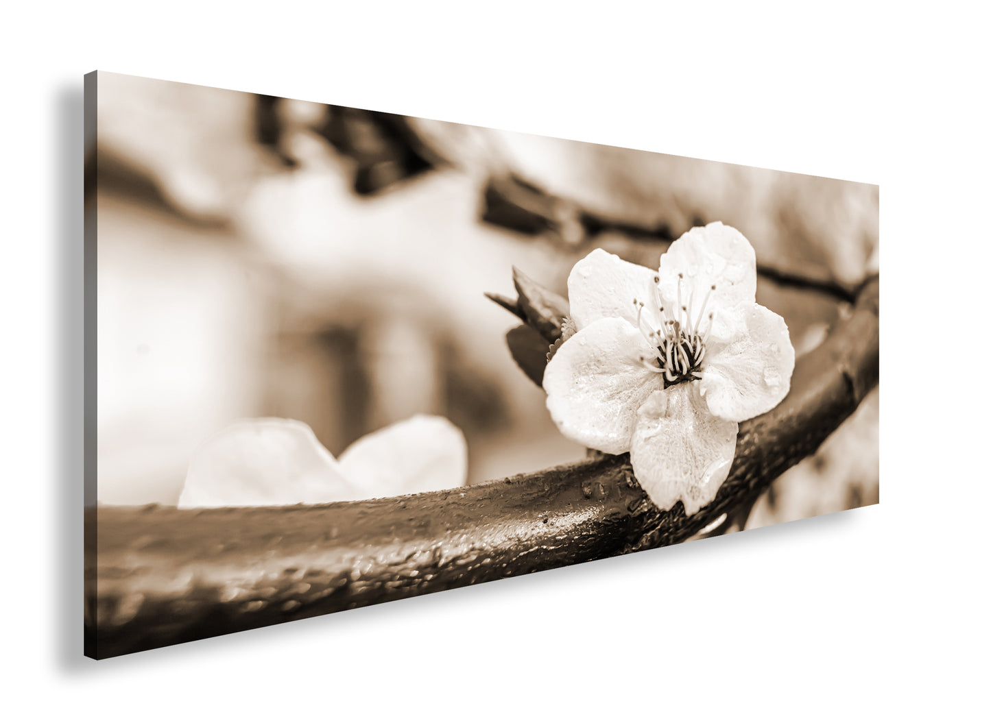 Hauptbild Sepia Panorama