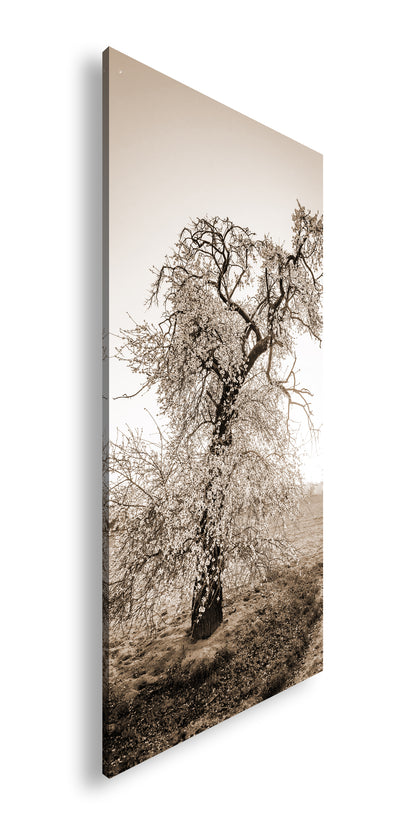 Hauptbild Sepia Panorama