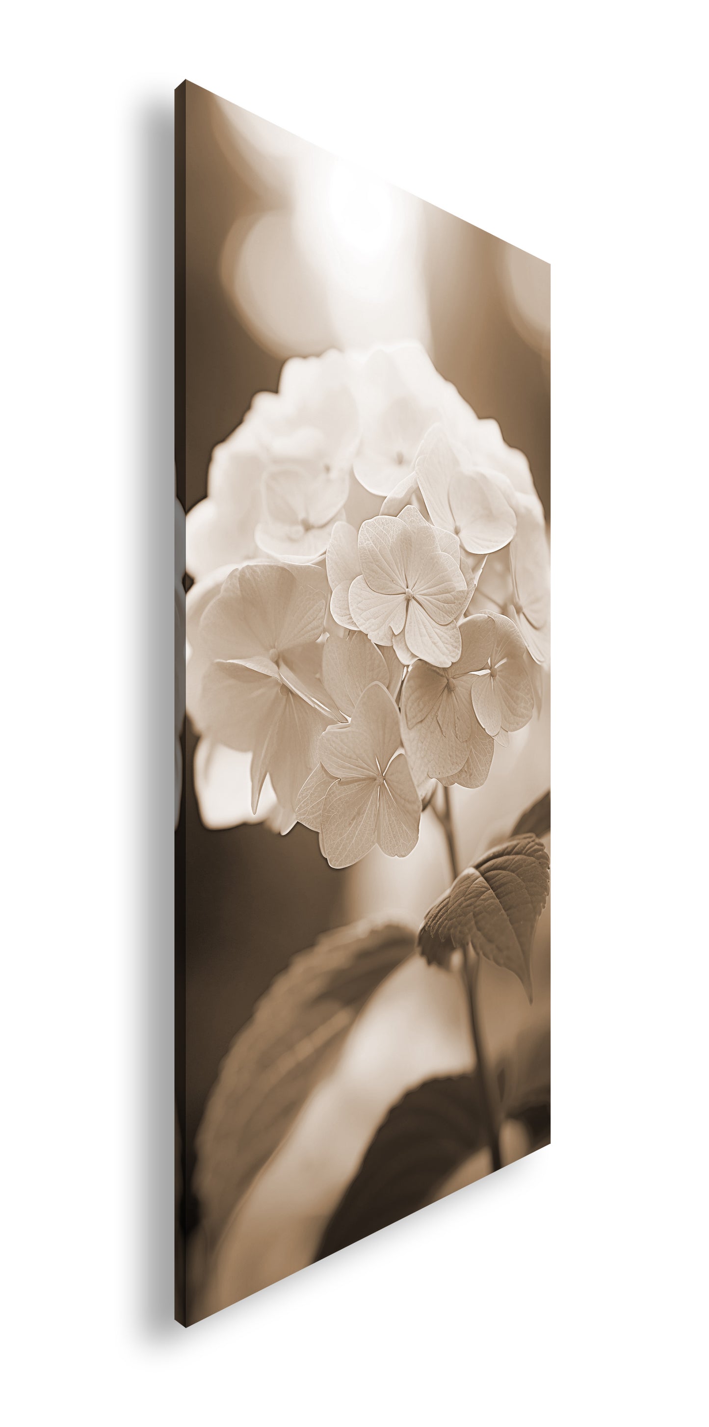 Hauptbild Sepia Panorama