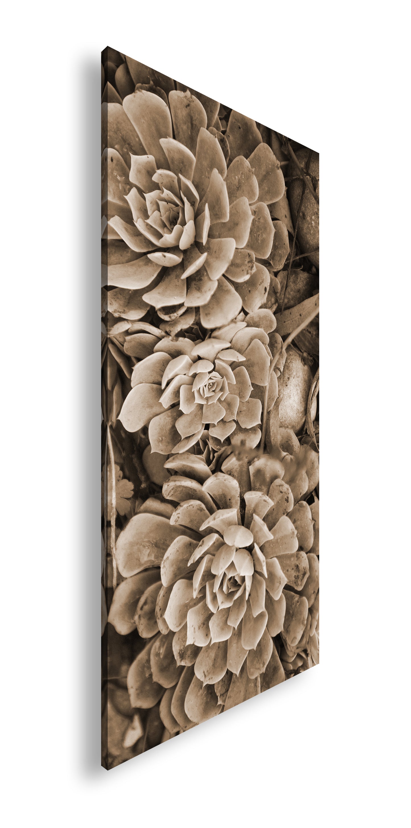 Hauptbild Sepia Panorama