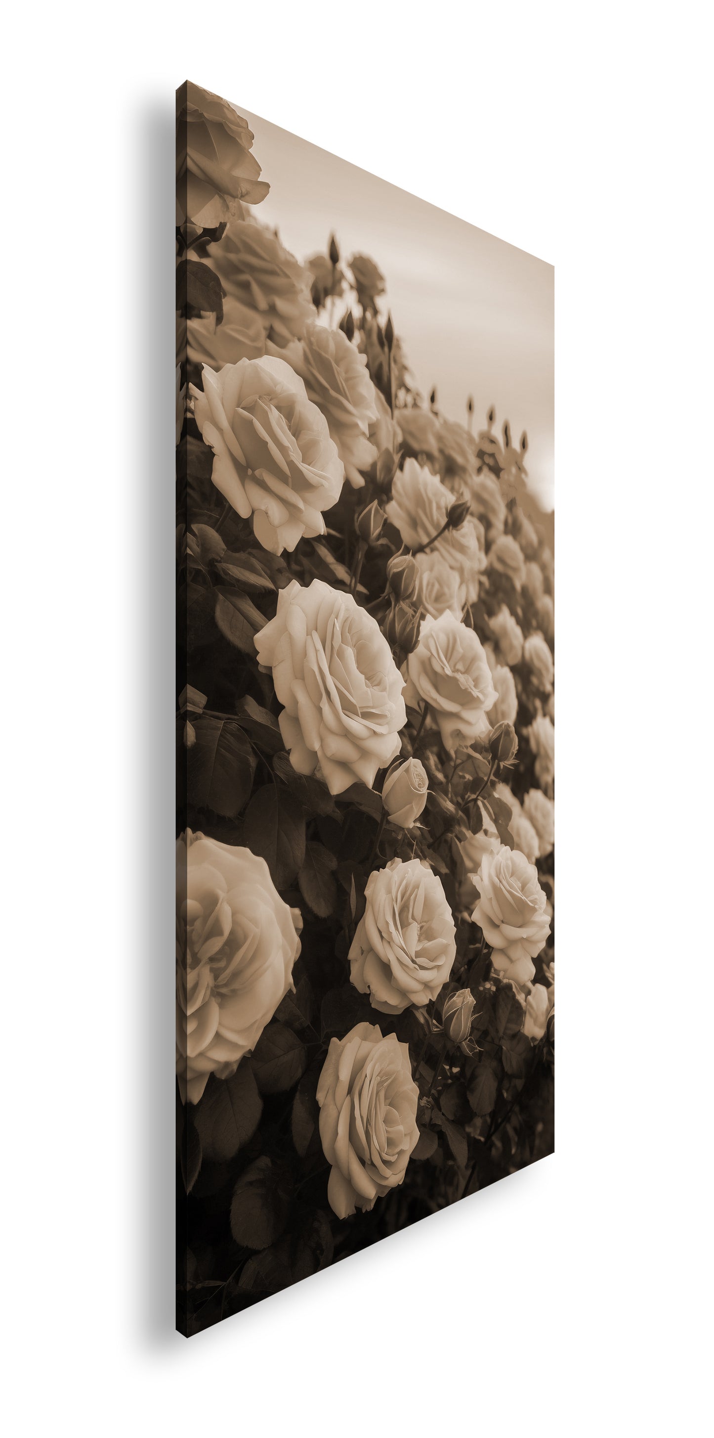 Hauptbild Sepia Panorama