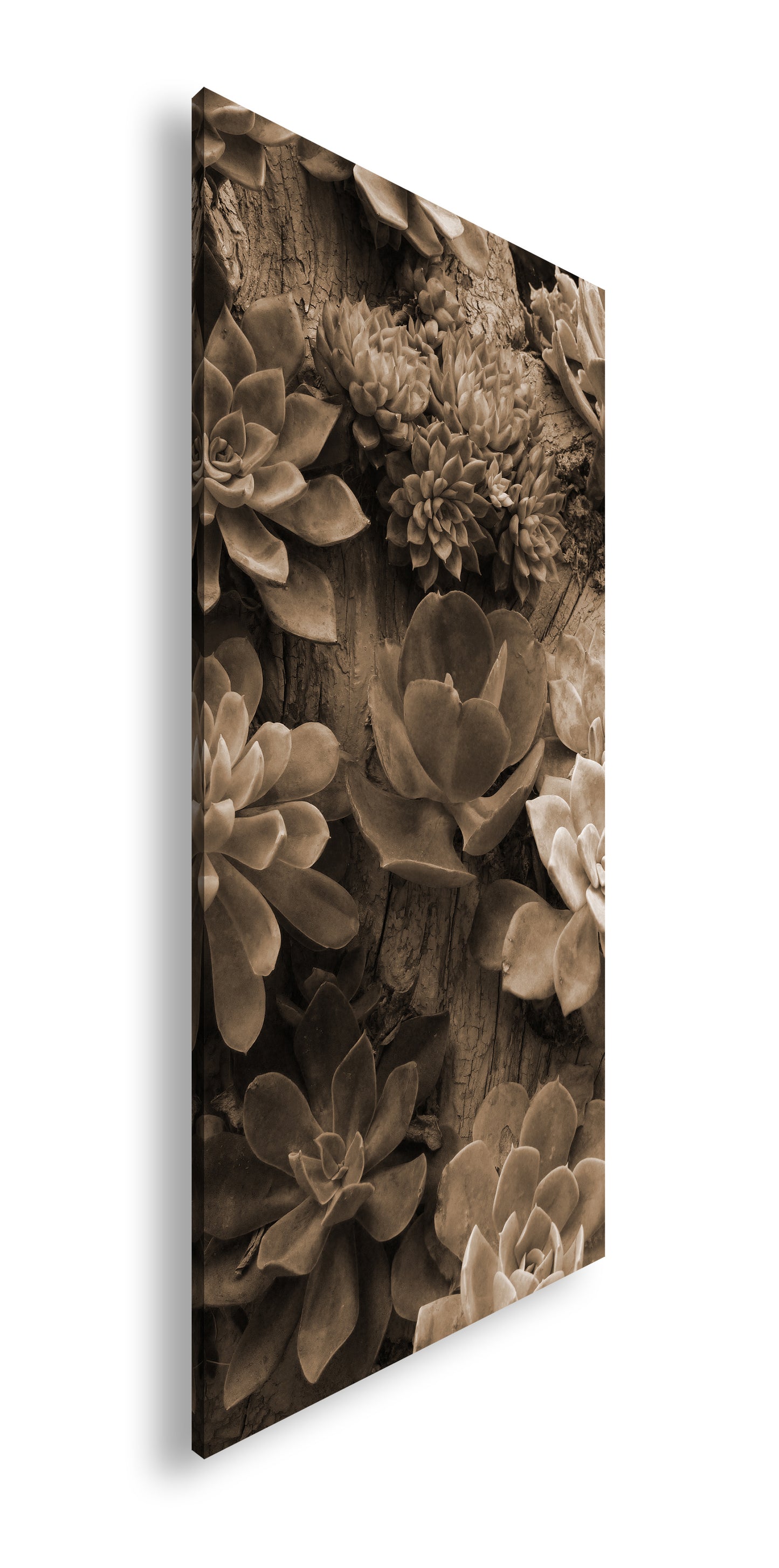 Hauptbild Sepia Panorama