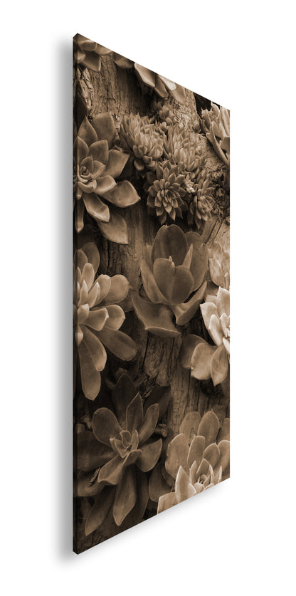 Hauptbild Sepia Panorama