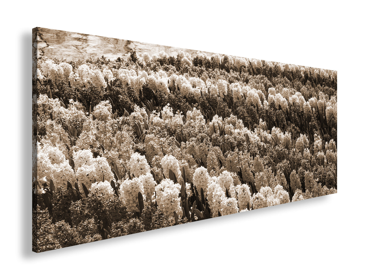 Hauptbild Sepia Panorama