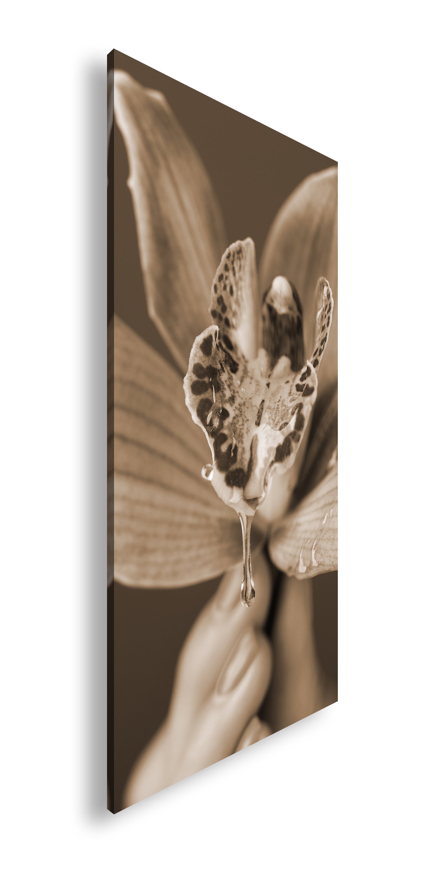 Hauptbild Sepia Panorama