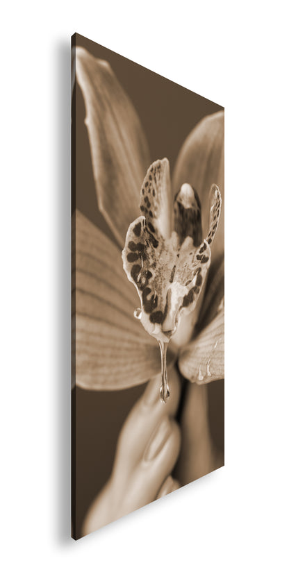 Hauptbild Sepia Panorama