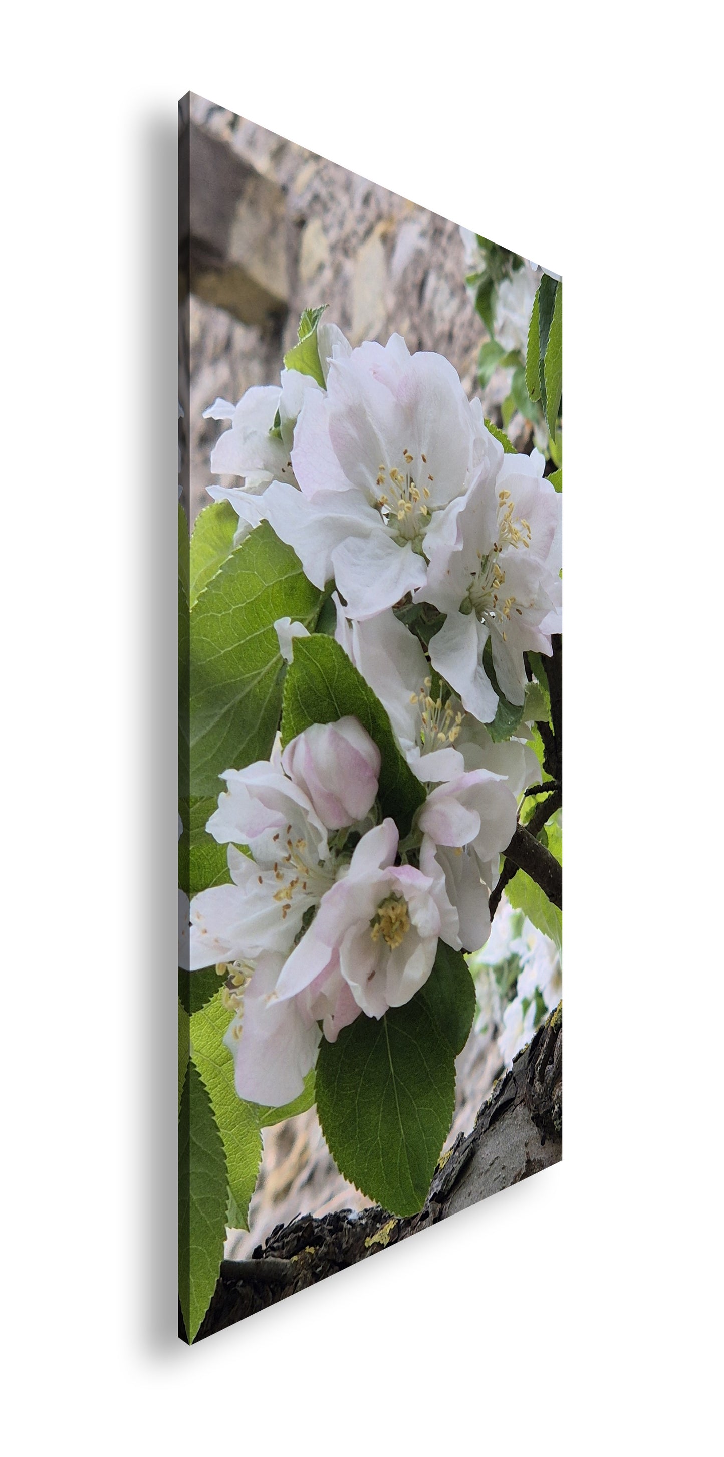 Hauptbild Farbig Panorama