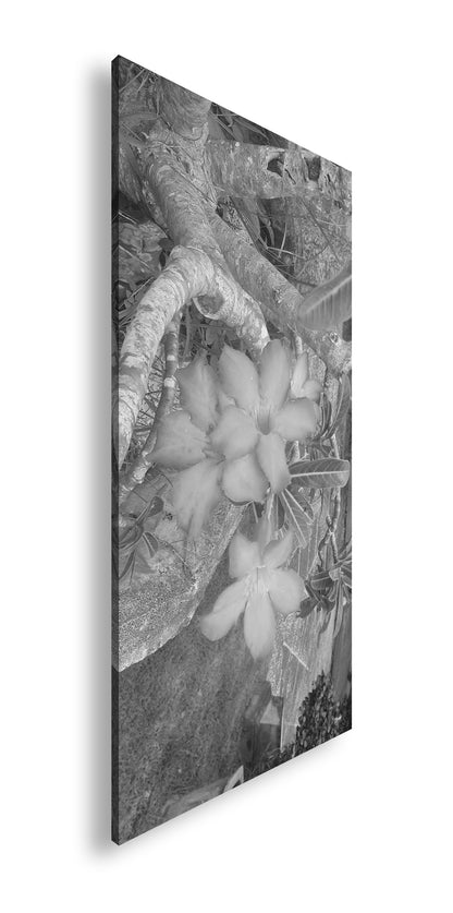 Hauptbild Schwarz & Weiß Panorama