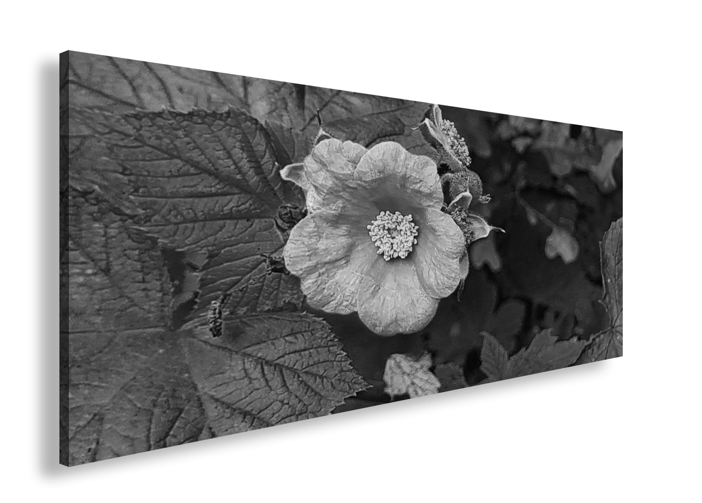 Hauptbild Schwarz & Weiß Panorama