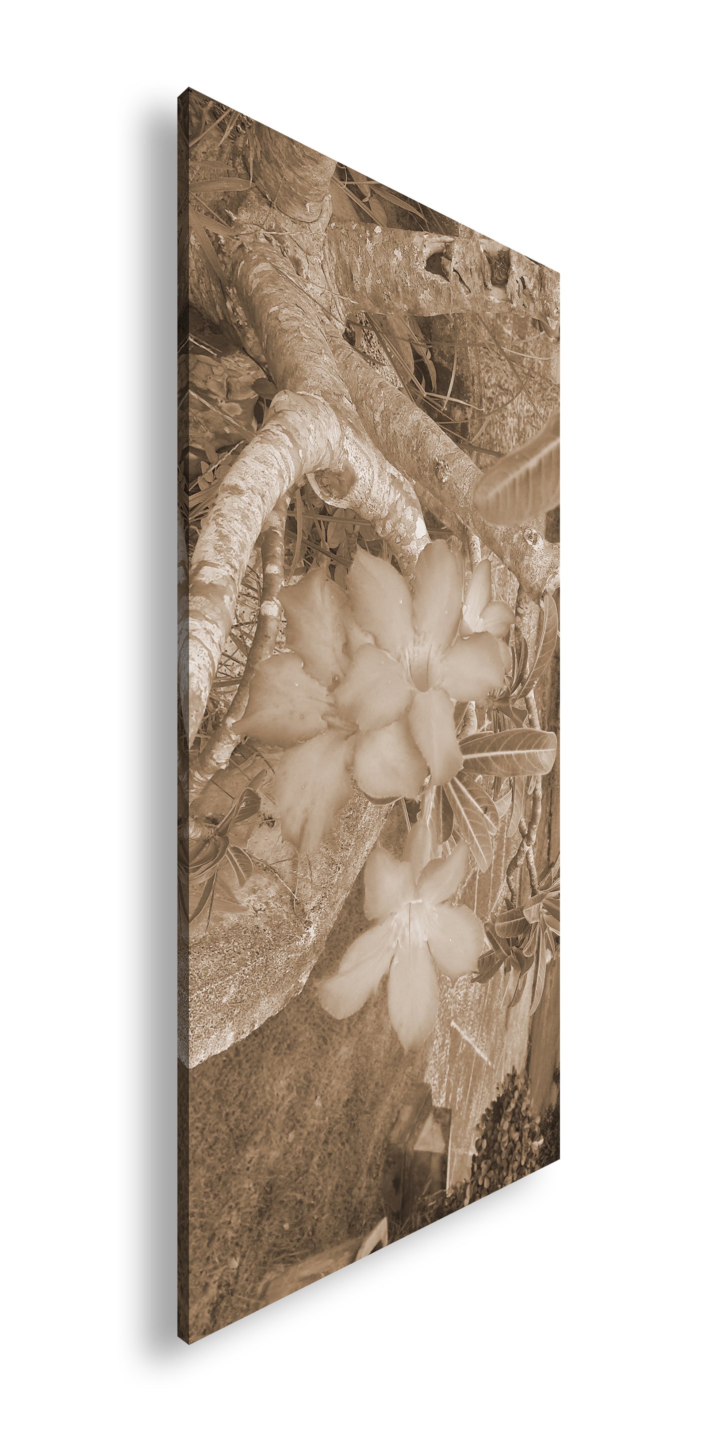 Hauptbild Sepia Panorama