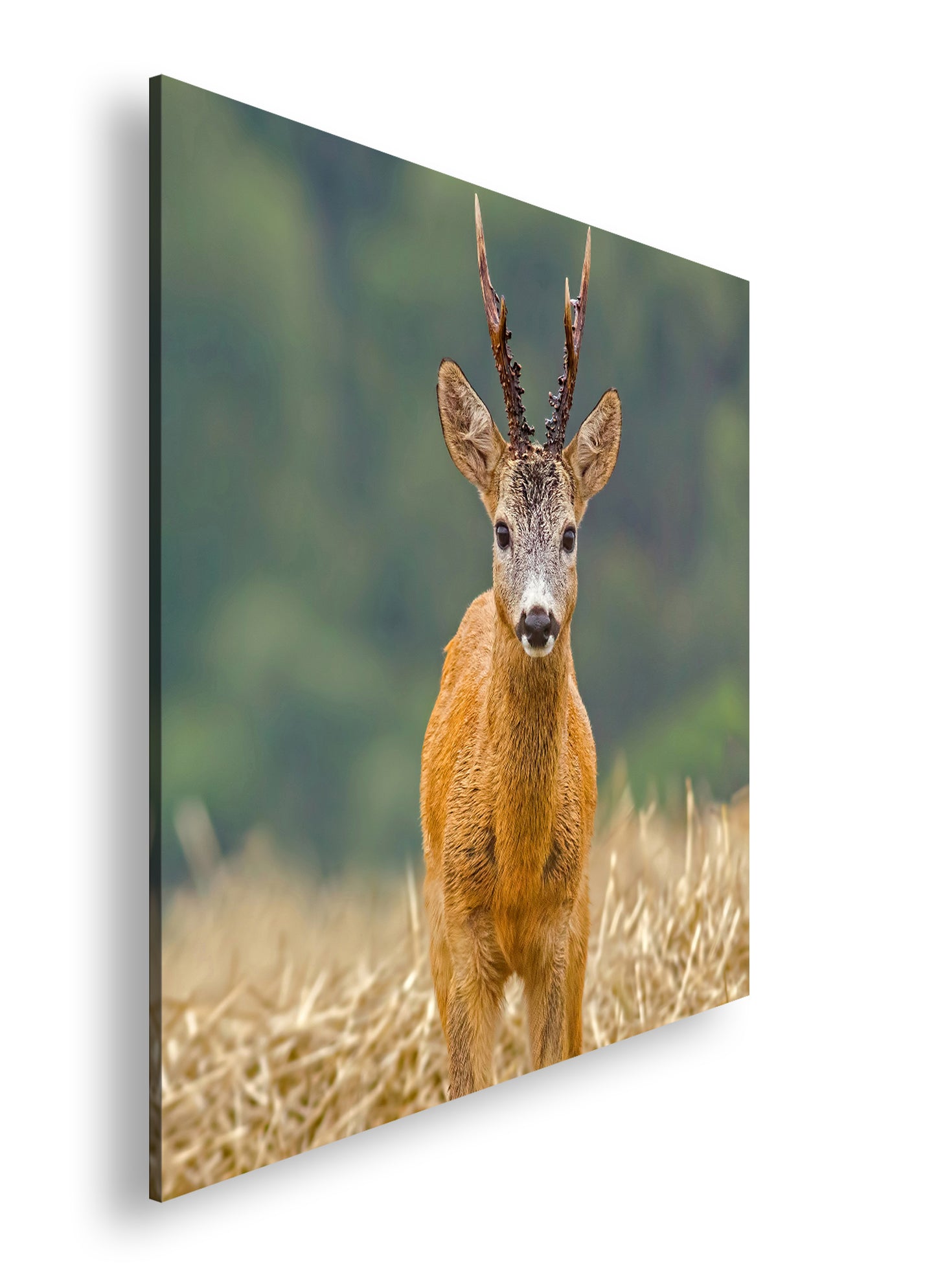 Hauptbild Farbig Quadratisch