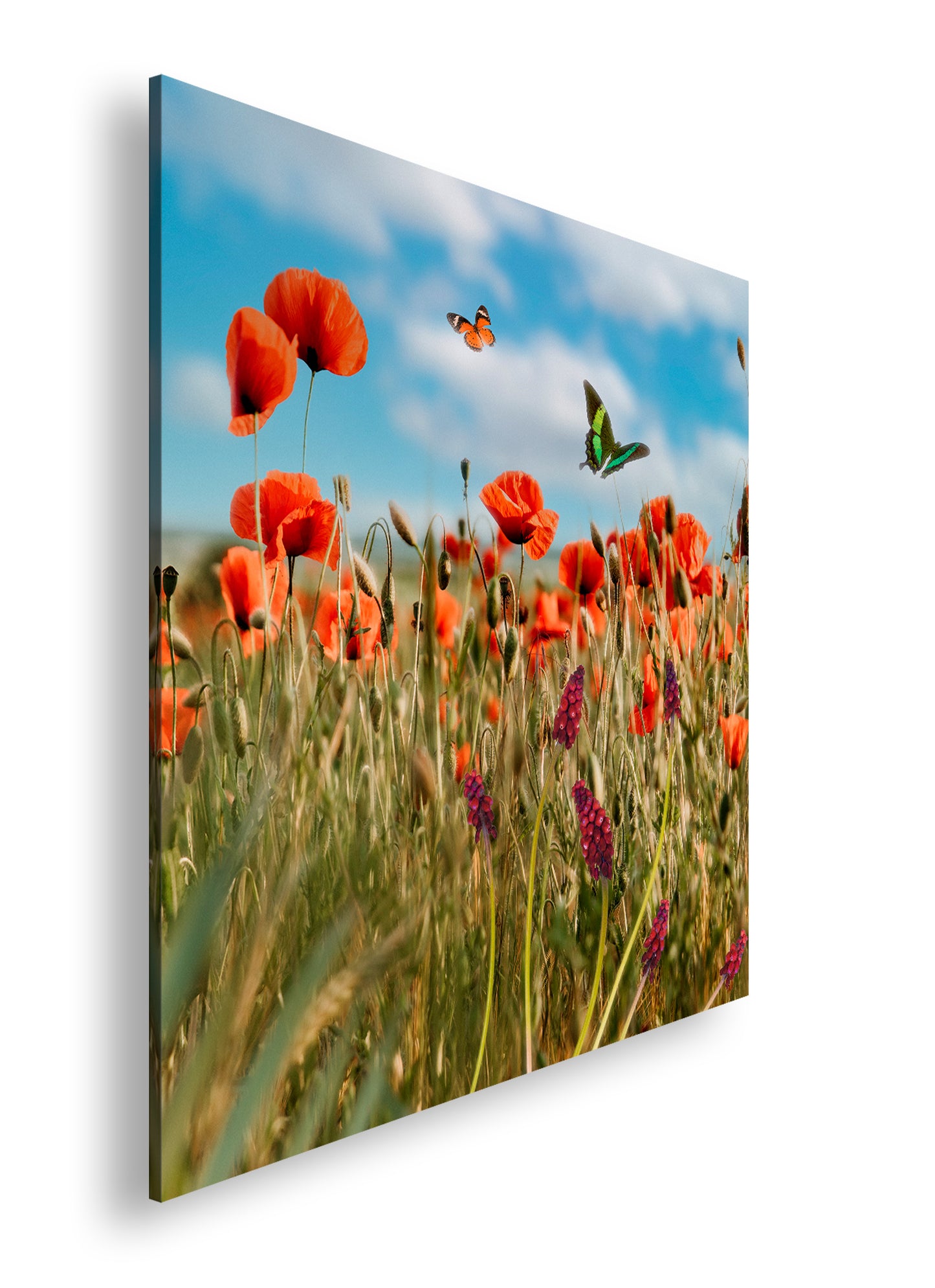 Hauptbild Farbig Quadratisch