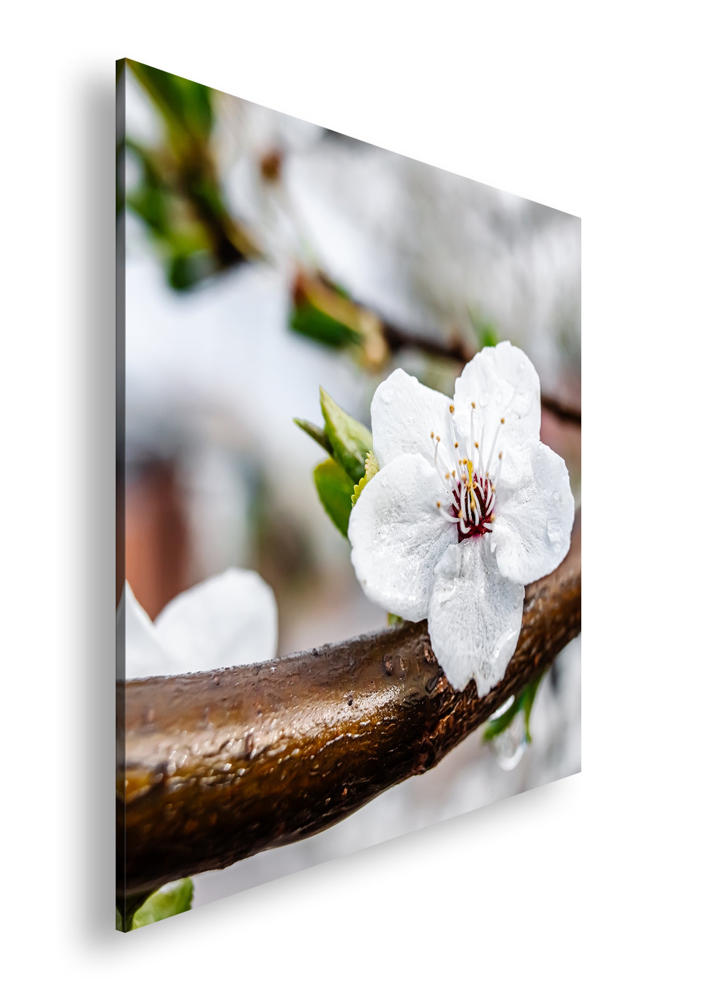 Hauptbild Farbig Quadratisch