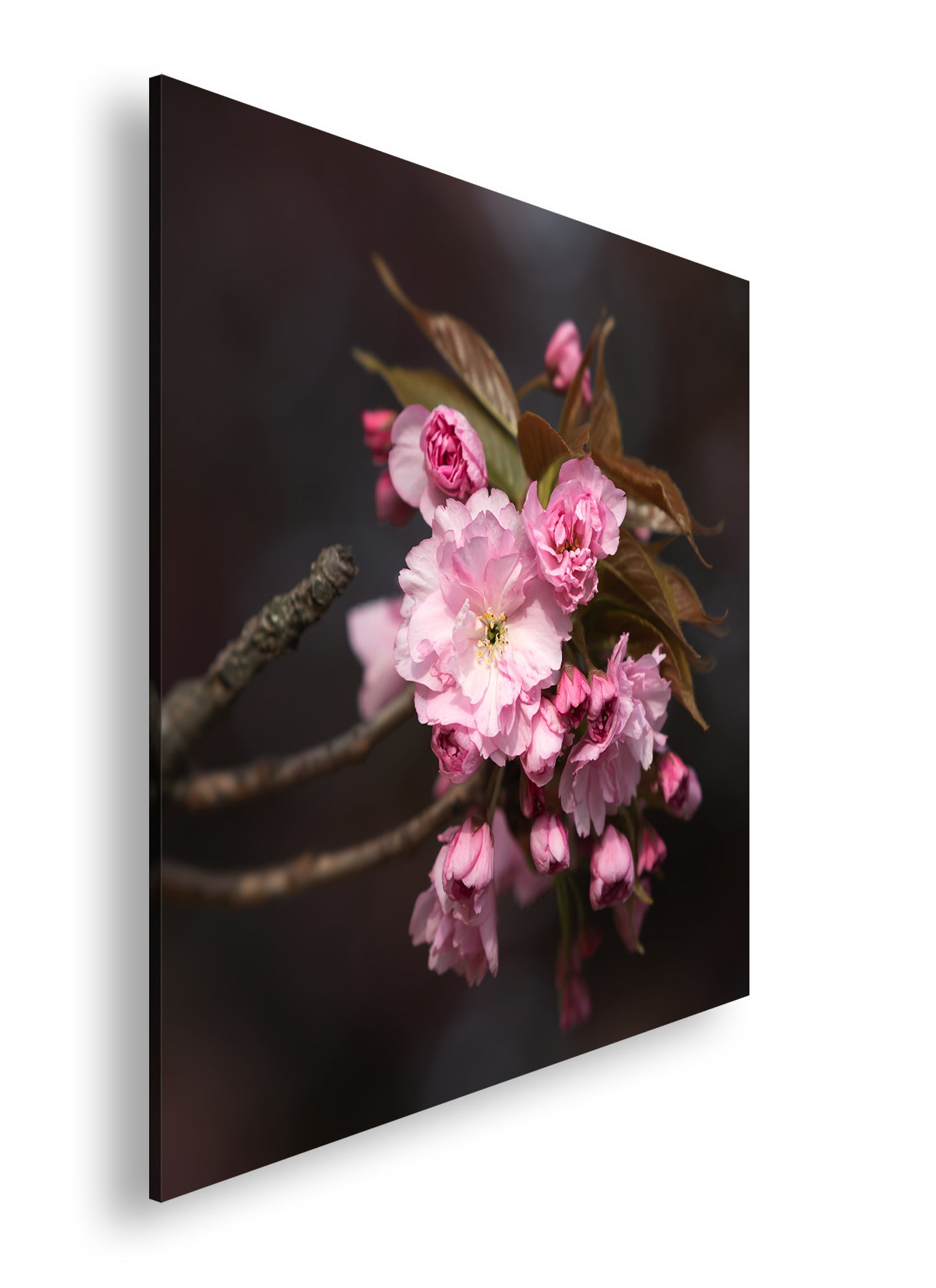 Hauptbild Farbig Quadratisch