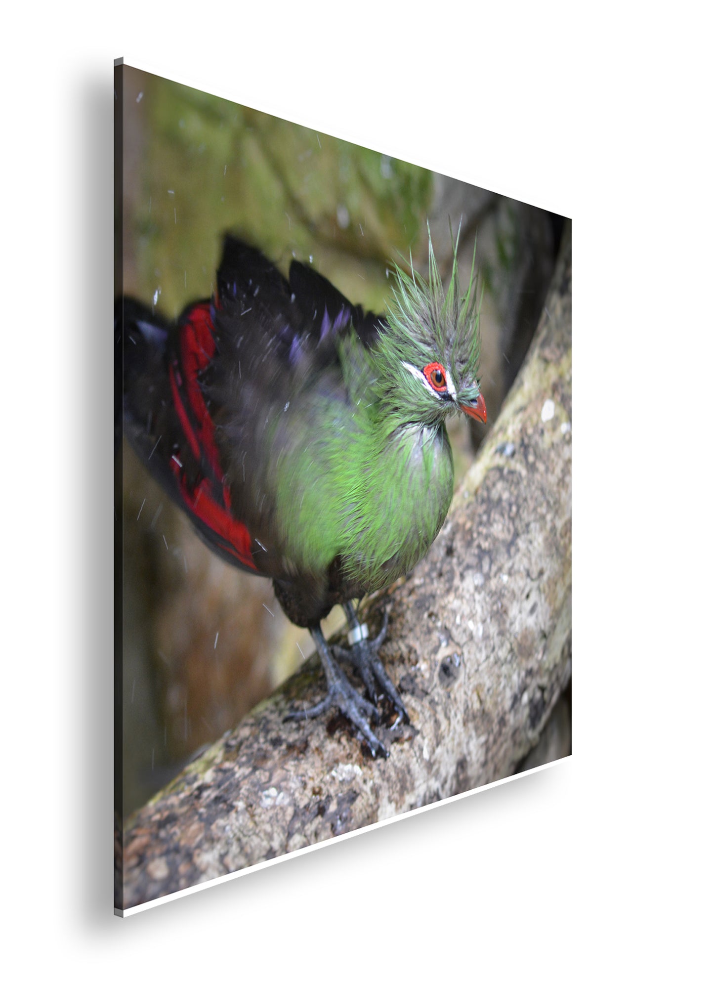 Hauptbild Farbig Quadratisch