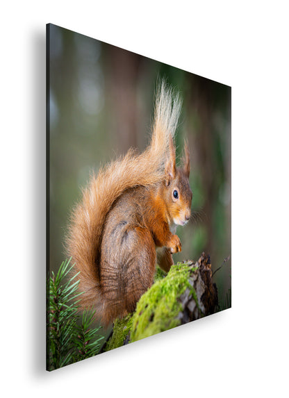 Hauptbild Farbig Quadratisch