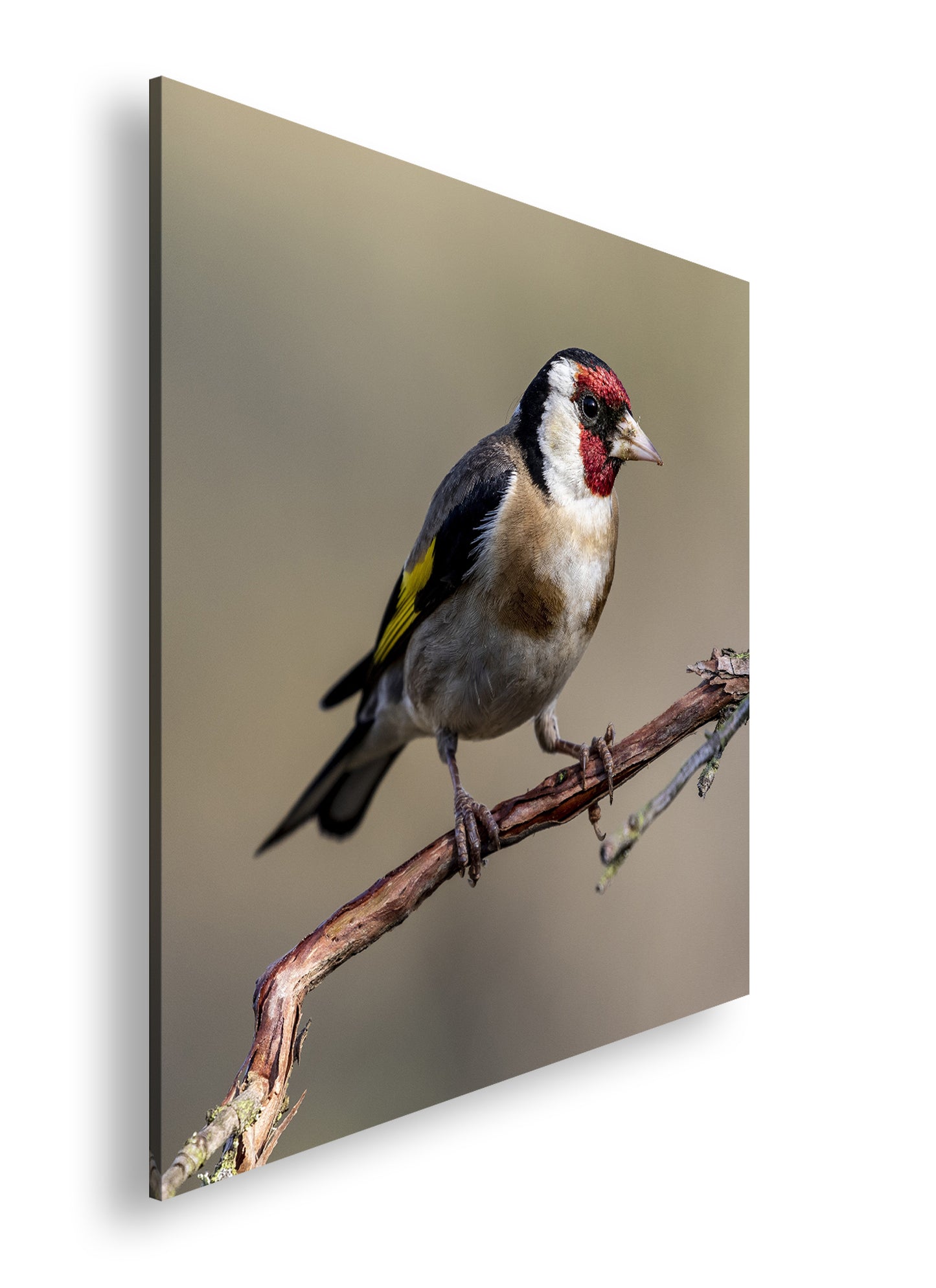 Hauptbild Farbig Quadratisch